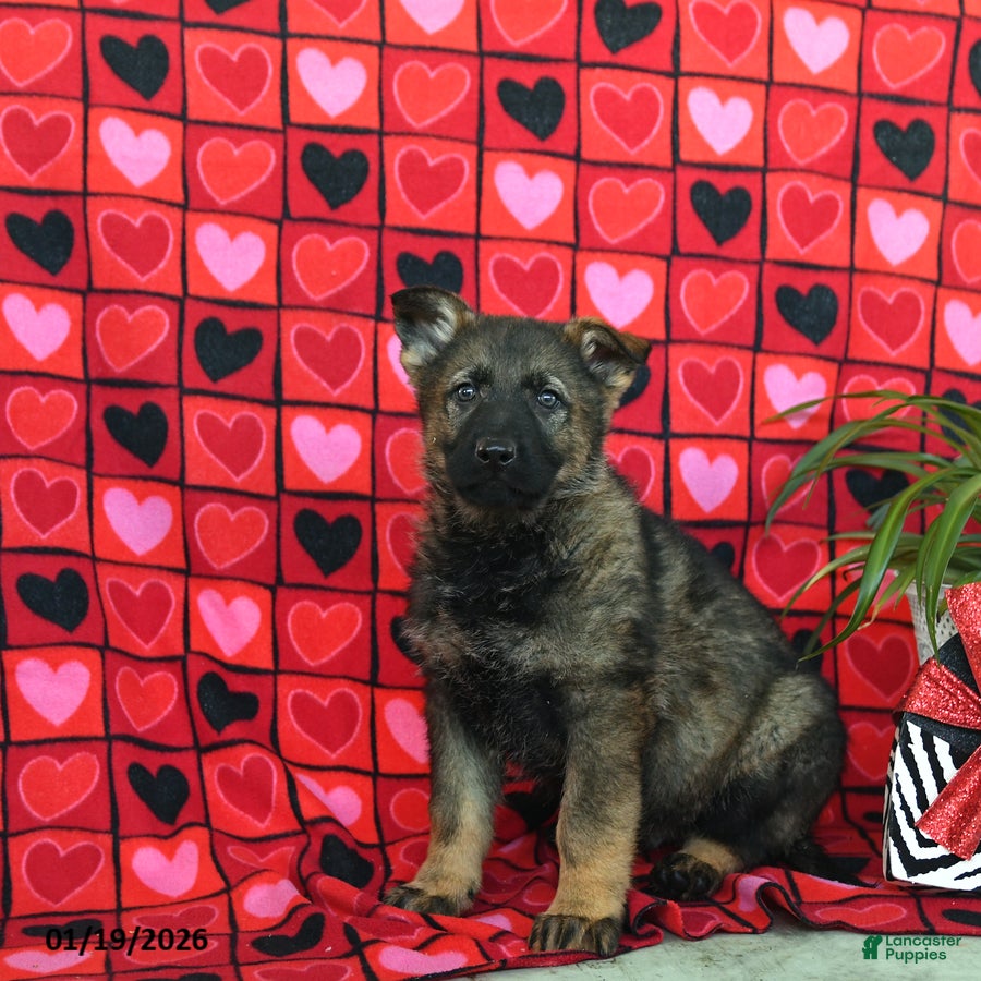 German Shepherd dogs Quincy - Ad 31