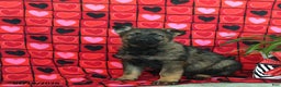 German Shepherd dogs for sale: Quincy - Ad 1