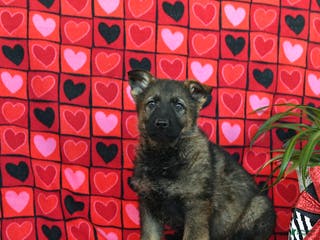 German Shepherd dogs Quincy - Ad 23