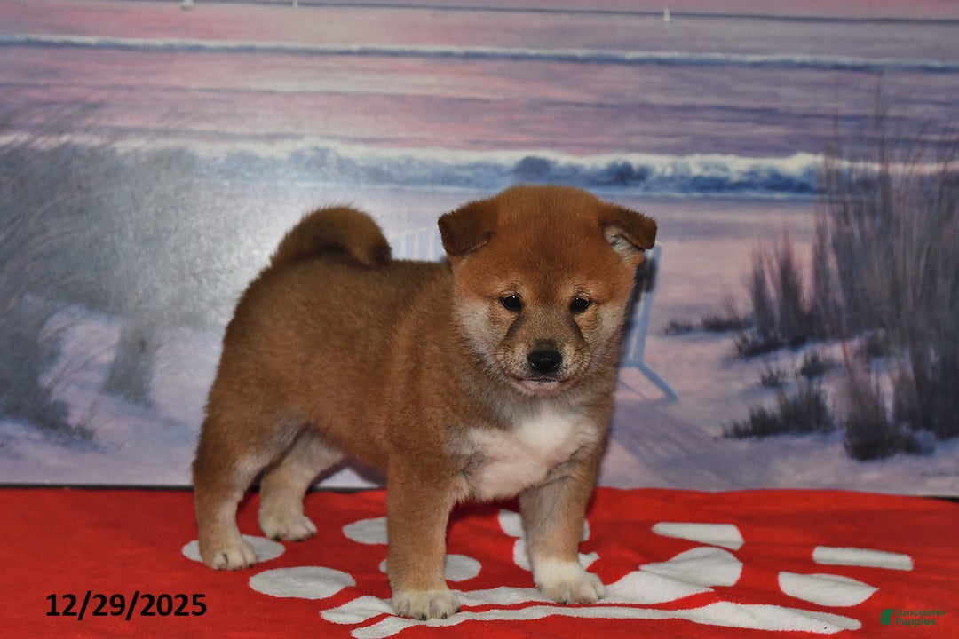 Shiba Inu dogs for sale: Skipper - Ad 2