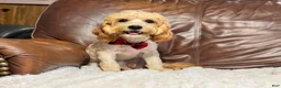Cavapoo dogs for sale: Teddy  - Ad 3
