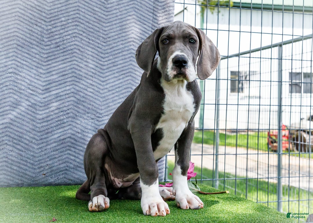 Country Boys Great Dane Puppies Near Me For Sale Great Dane