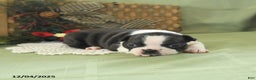 Boston Terrier dogs for sale: Holly - Ad 5