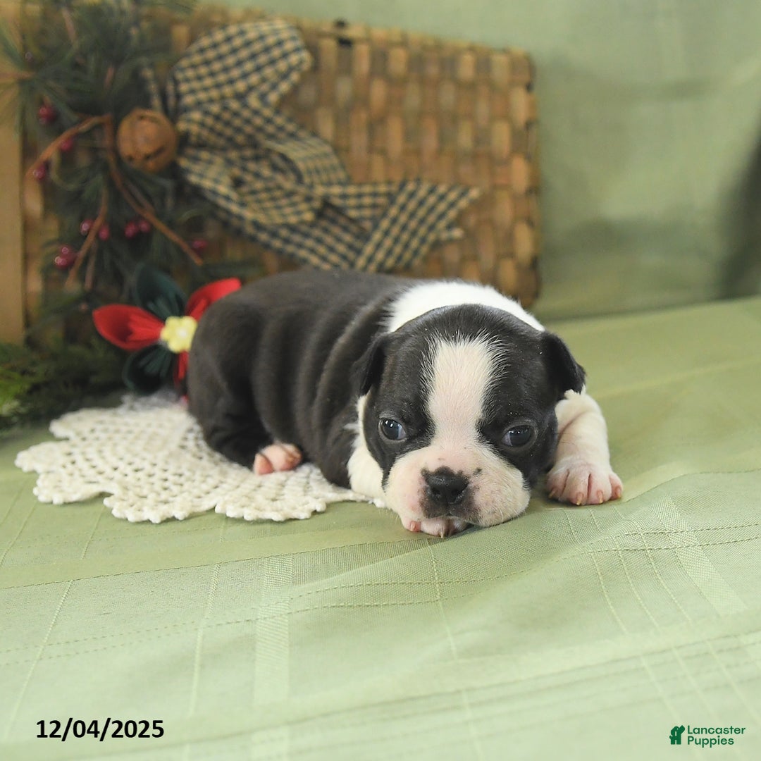 Boston Terrier dogs for sale: Holly - Ad 5