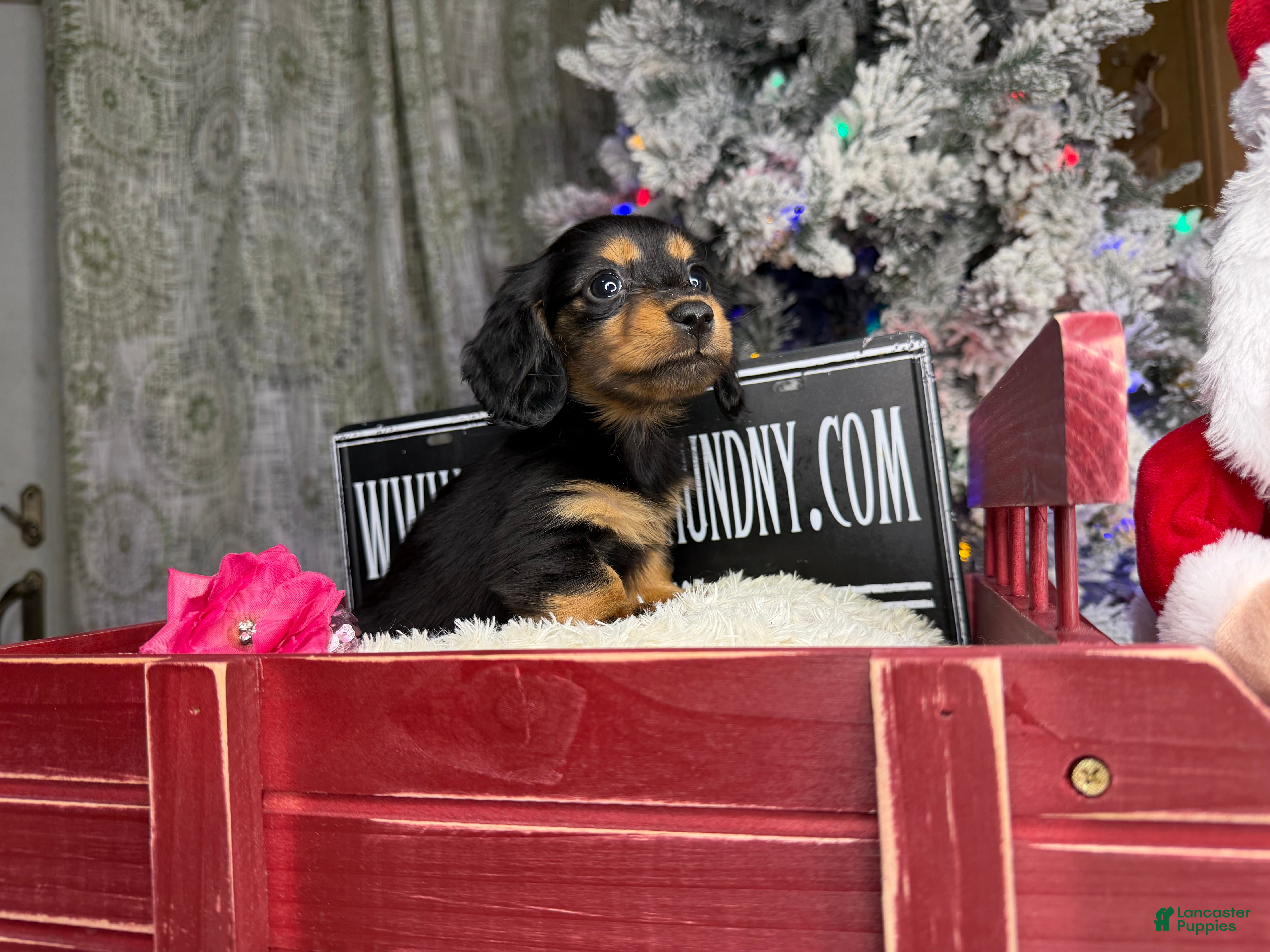 Miniature Dachshund dogs Ready 4 holidays - Ad 32
