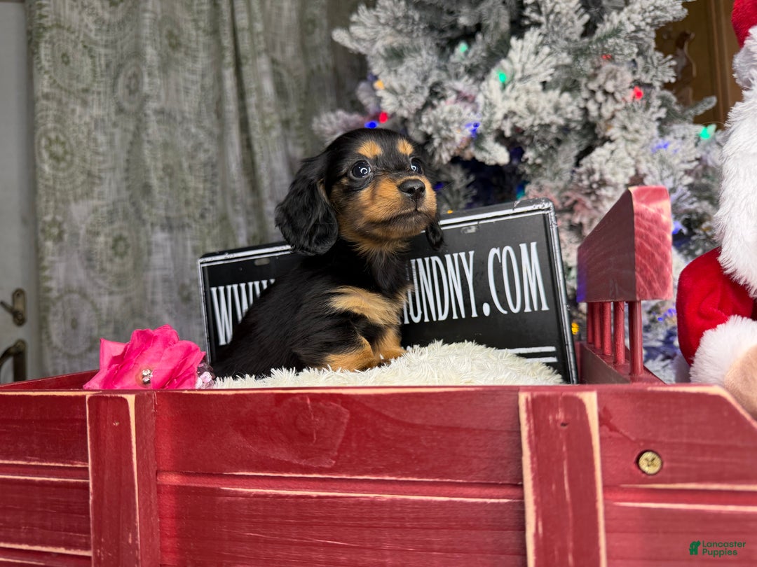 Miniature Dachshund dogs for sale: Ready 4 holidays - Ad 1
