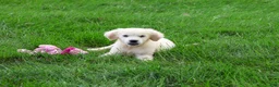 Golden Retriever dogs for sale: Tilly - Ad 5