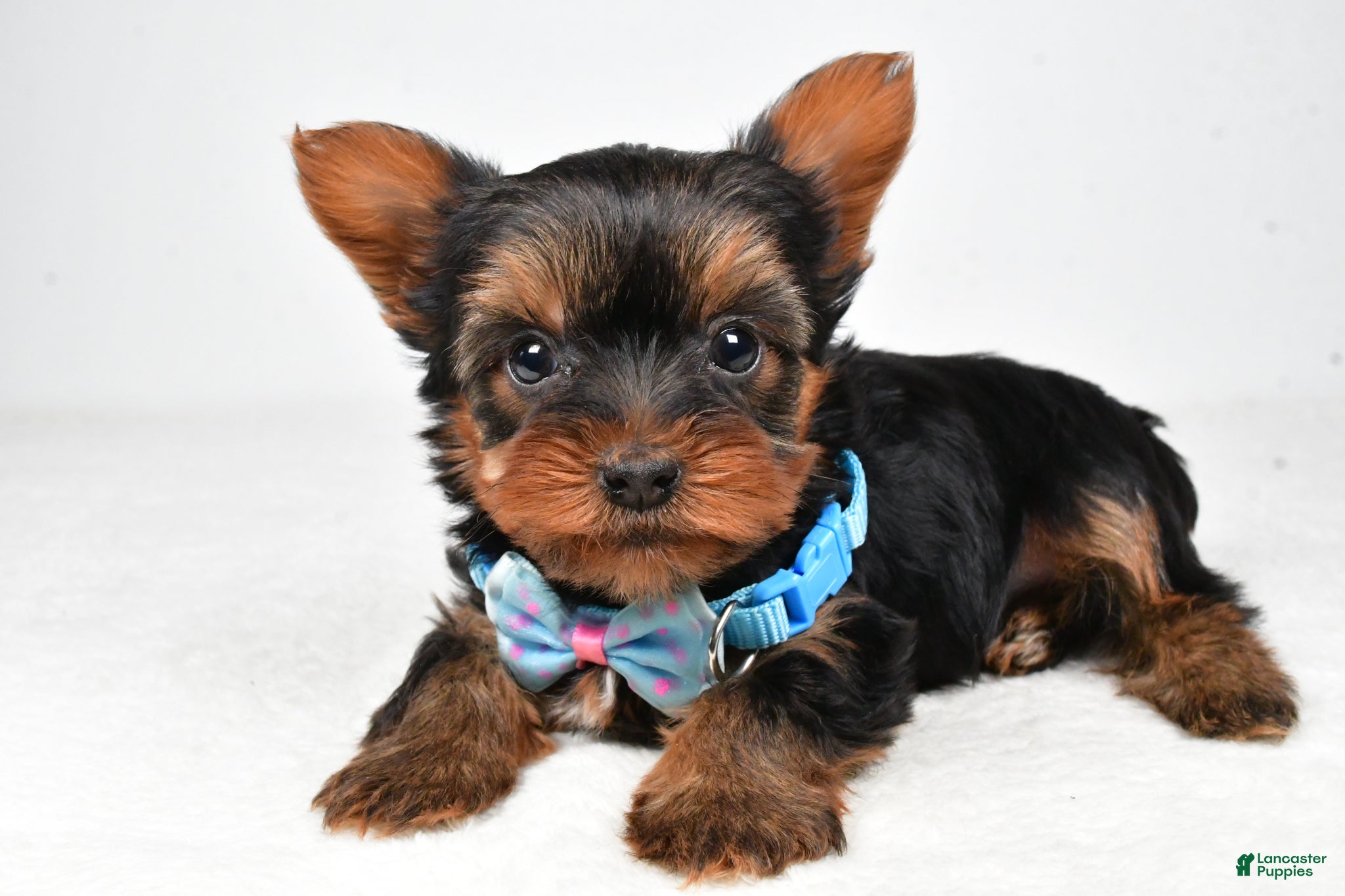 Yorkshire Terrier dogs Buddy - Ad 1