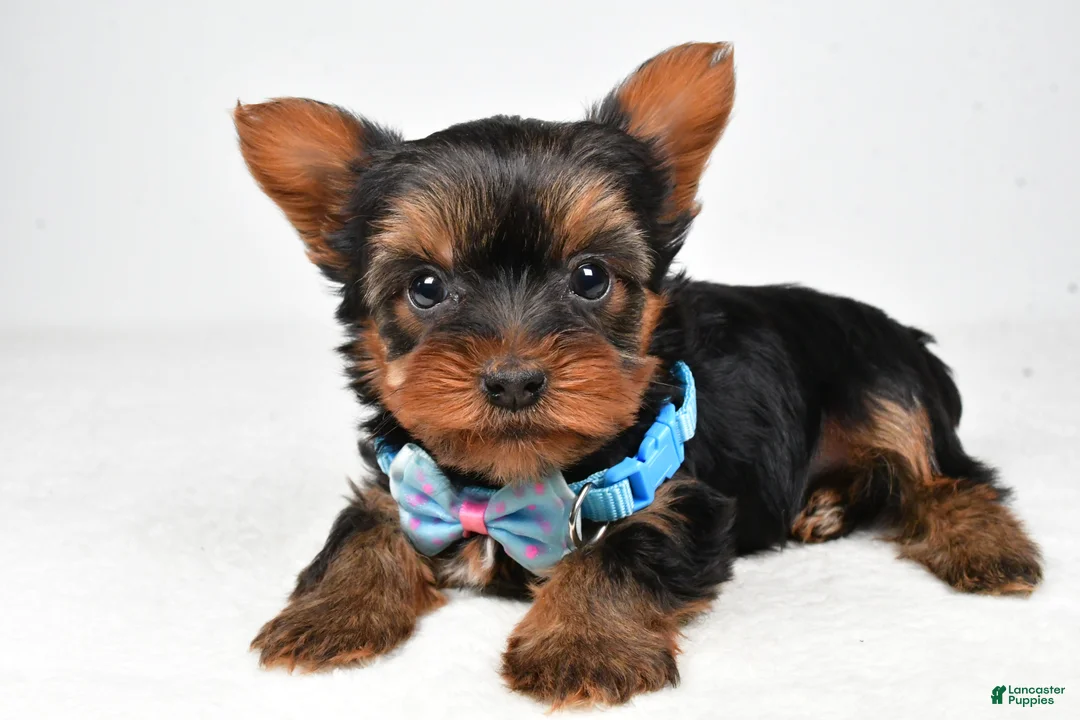 Yorkshire Terrier dogs for sale: Buddy - Ad 1