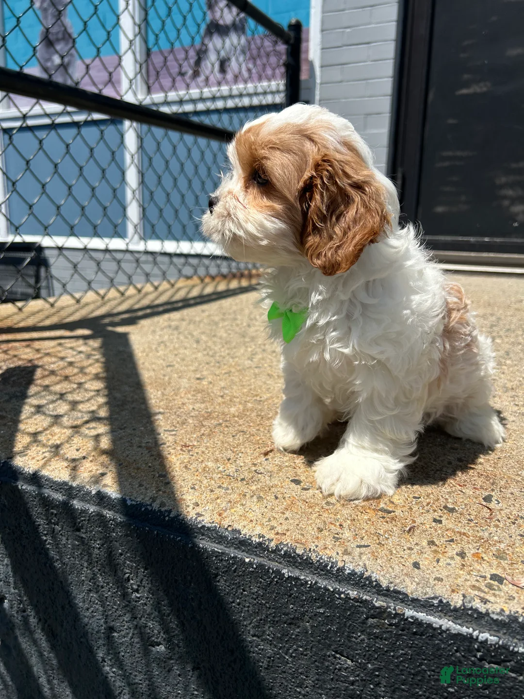 Cavapoo dogs for sale: Cavapoo 2 - Ad 2