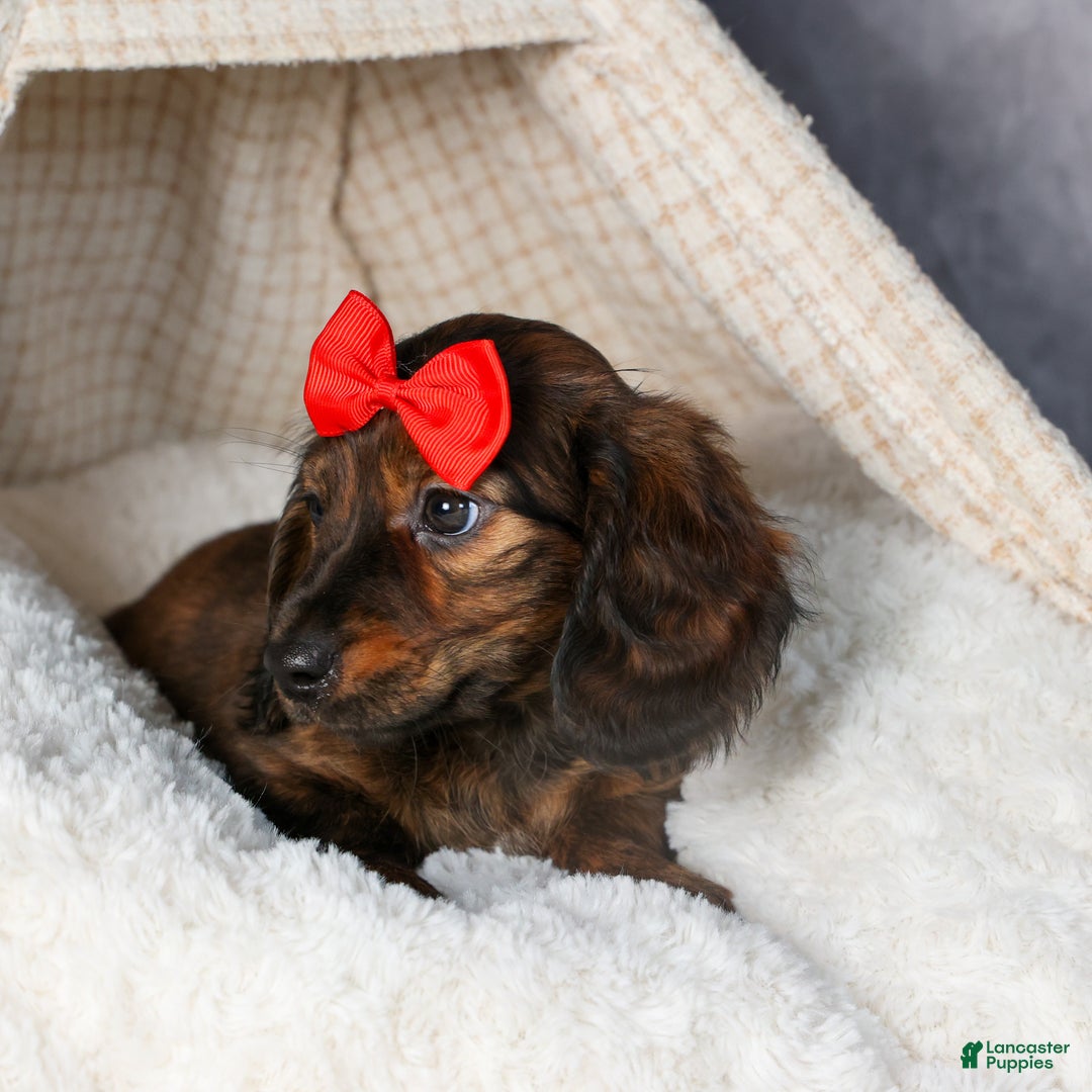 Miniature Dachshund dogs for sale: Felix - Ad 21