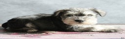 Miniature Schnauzer dogs for sale: Titus - Ad 2