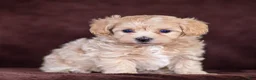 Maltipoo dogs for sale: Skye Maltipoo Puppy  - Ad 1