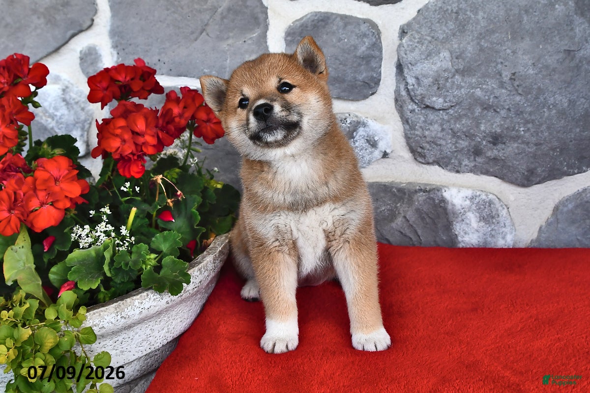 Shiba Inu dogs Molly - Ad 2