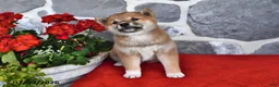 Shiba Inu dogs for sale: Molly - Ad 2