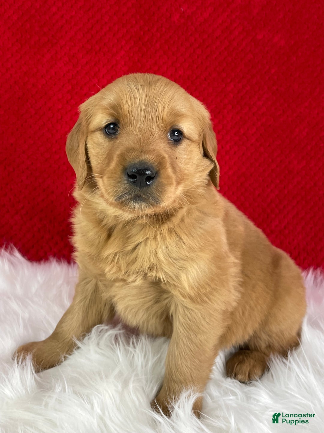 Golden Retriever dogs for sale: Scarlett - Ad 3