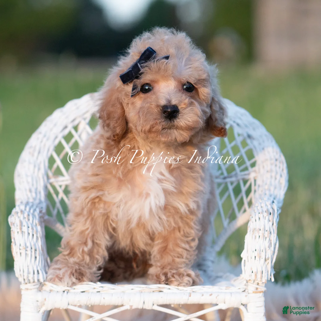 Maltipoo dogs for sale: Basil F1B - Ad 5