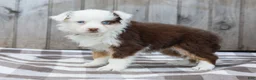 Australian Shepherd dogs for sale: Ruby - Ad 7