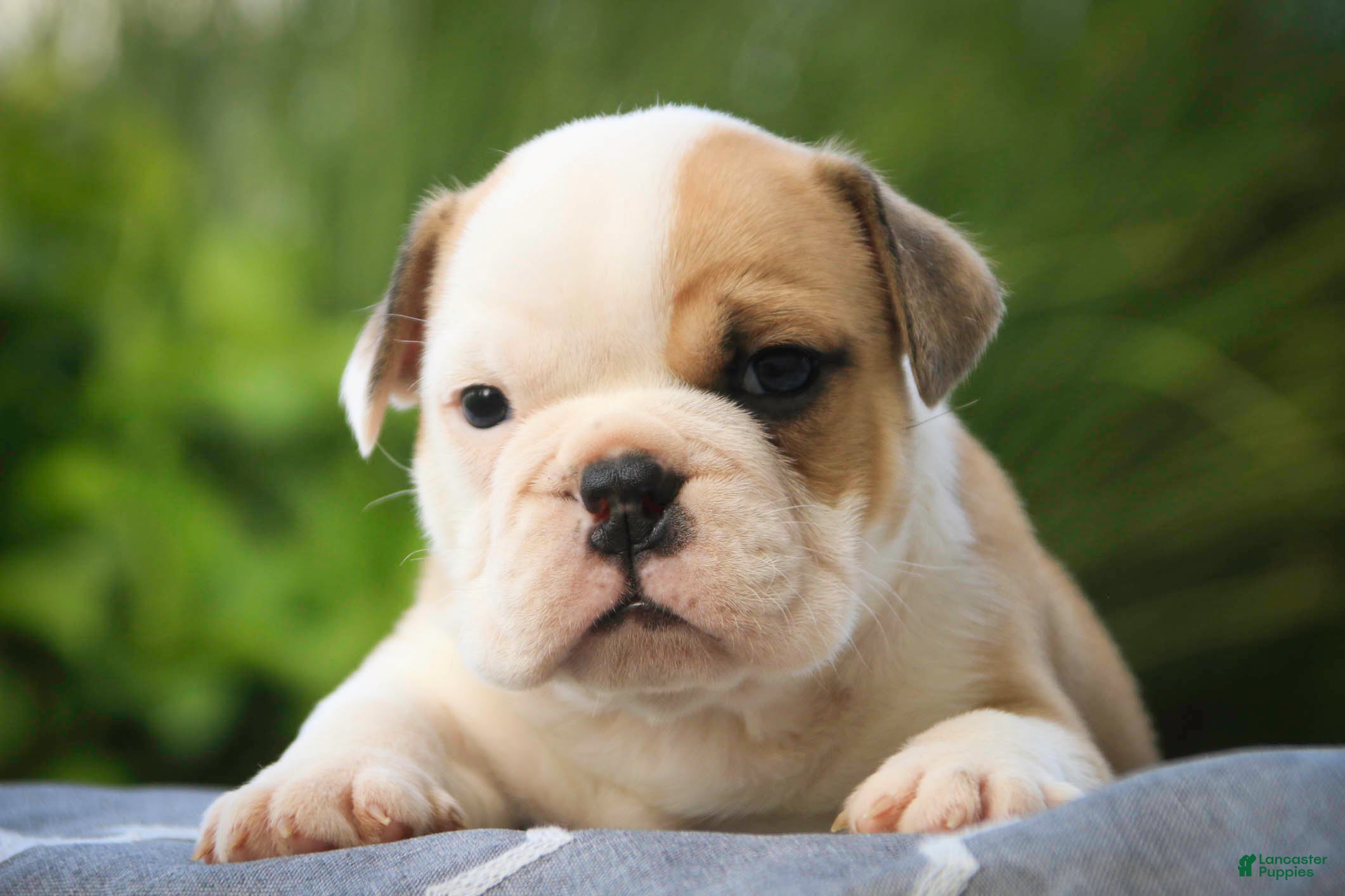 English Bulldog dogs Quaram English Bulldog  - Ad 2