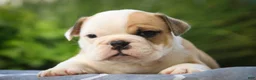 English Bulldog dogs for sale: Quaram English Bulldog  - Ad 2