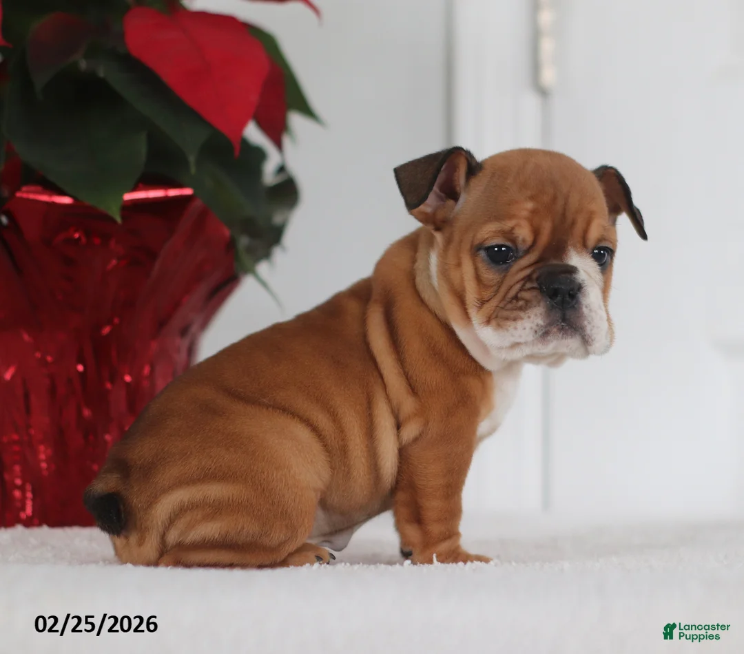 English Bulldog dogs for sale: Ruthee - Ad 1