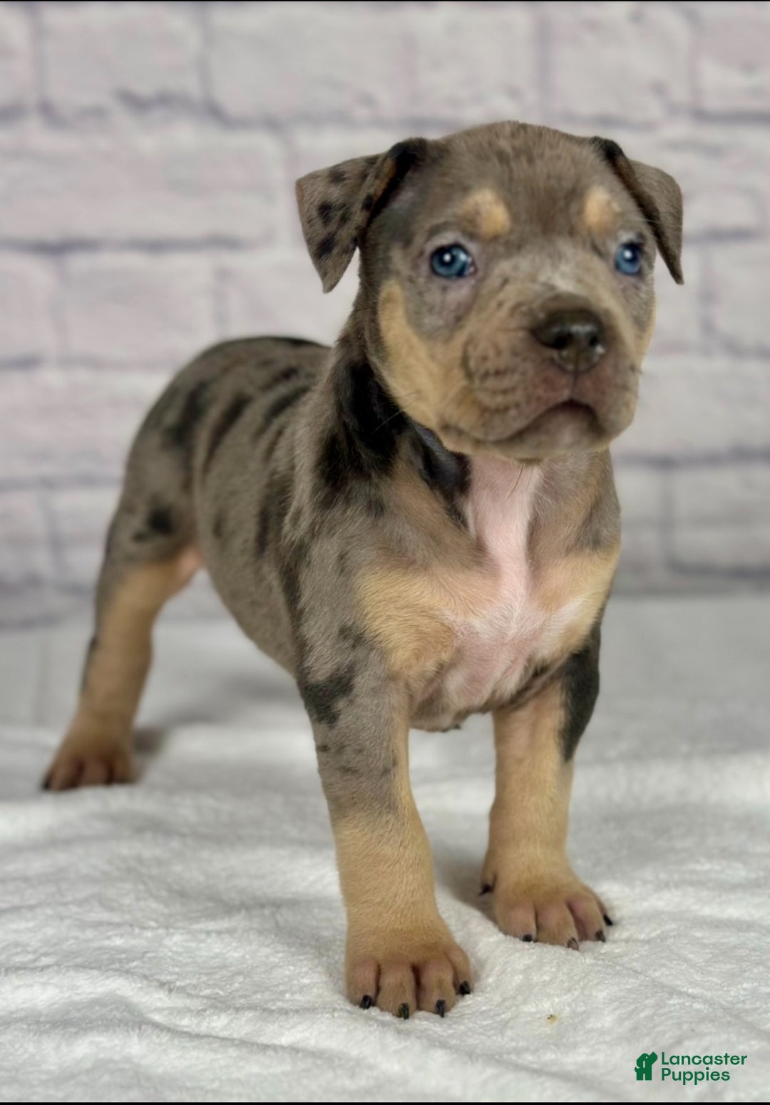 American Bully dogs for sale: Blue Moon - Ad 29