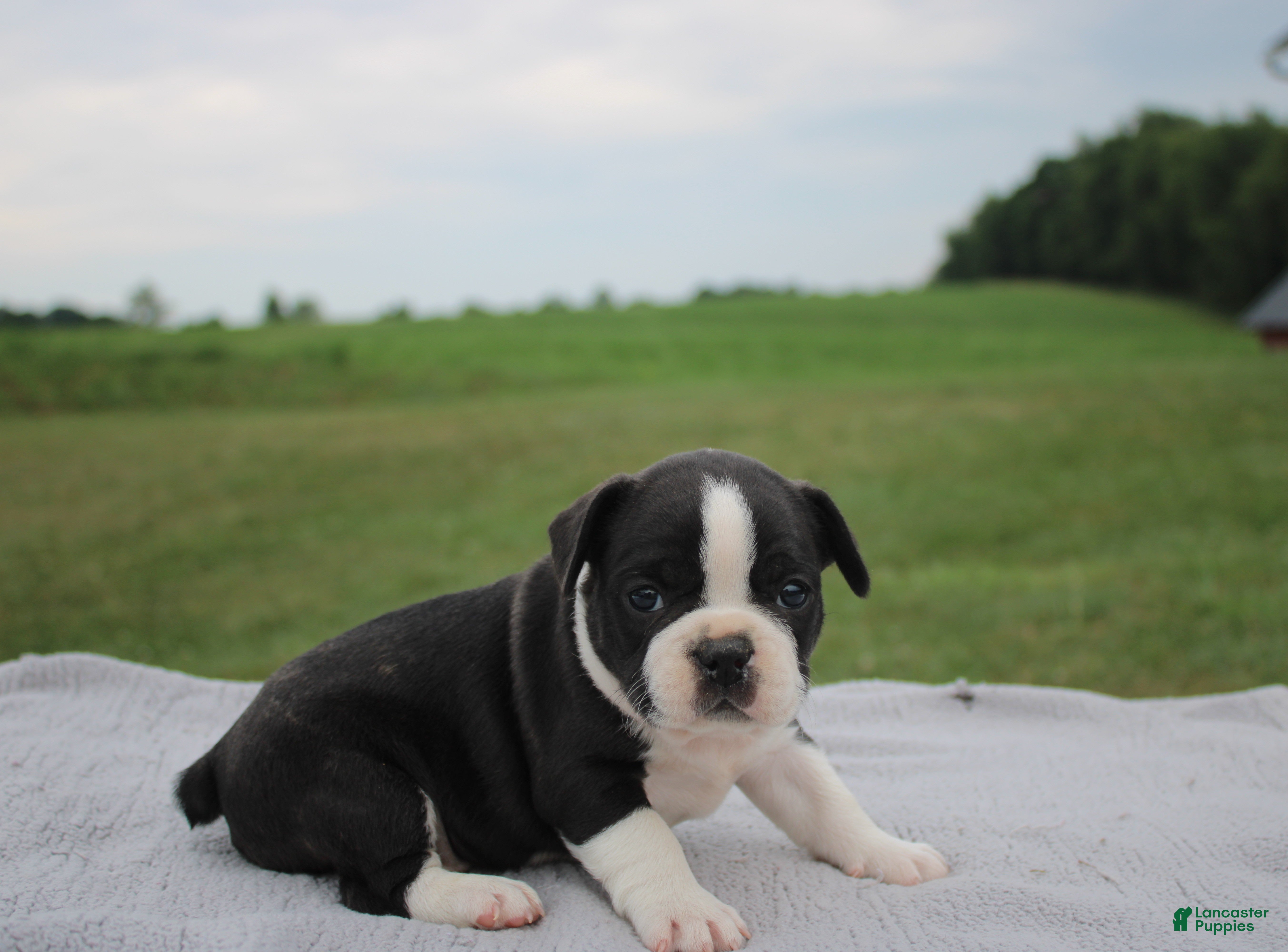 Frenchton dogs HARRY - Ad 1