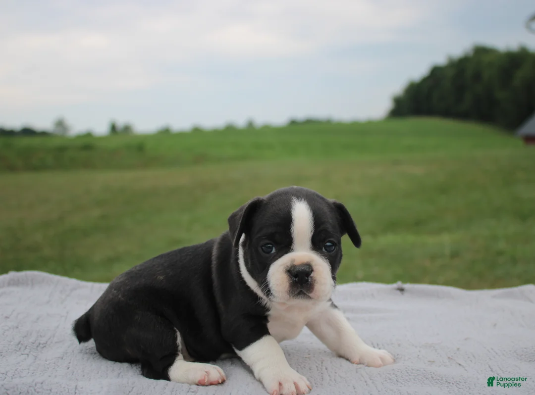 Frenchton dogs for sale: HARRY - Ad 1