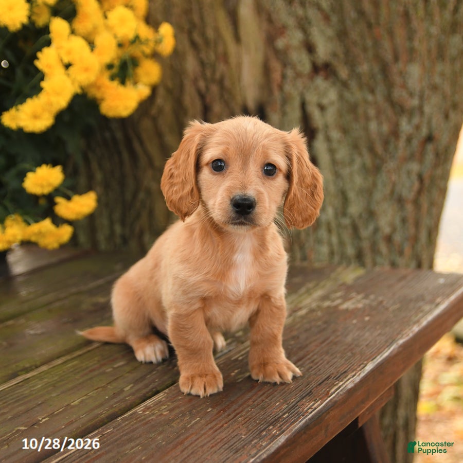 Miniature Dachshund dogs for sale: Dottie - Ad 1