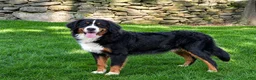 Miniature Bernese Mountain Dog dogs for sale: Savannah - Ad 5