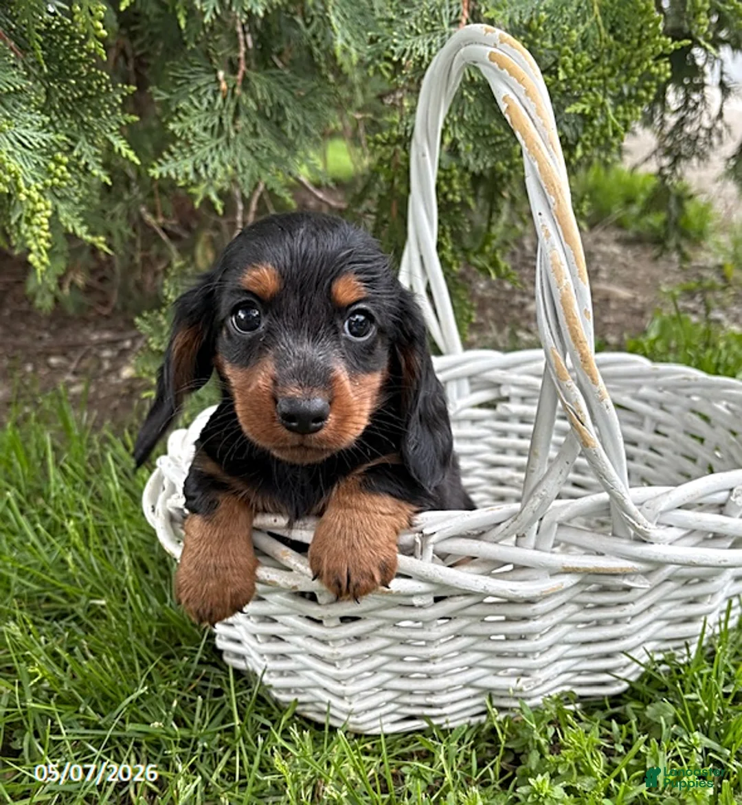 Dachshund dogs for sale: Monroe - Ad 2