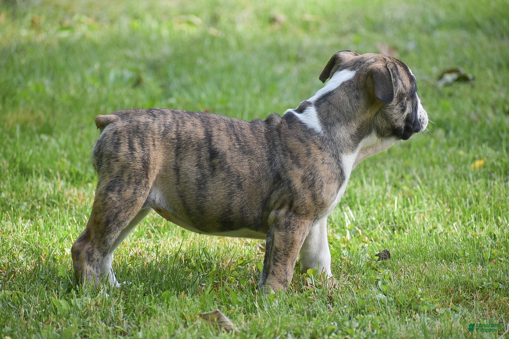 Olde English Bulldogge dogs Aurora - Ad 2
