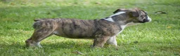 Olde English Bulldogge dogs for sale: Aurora - Ad 2