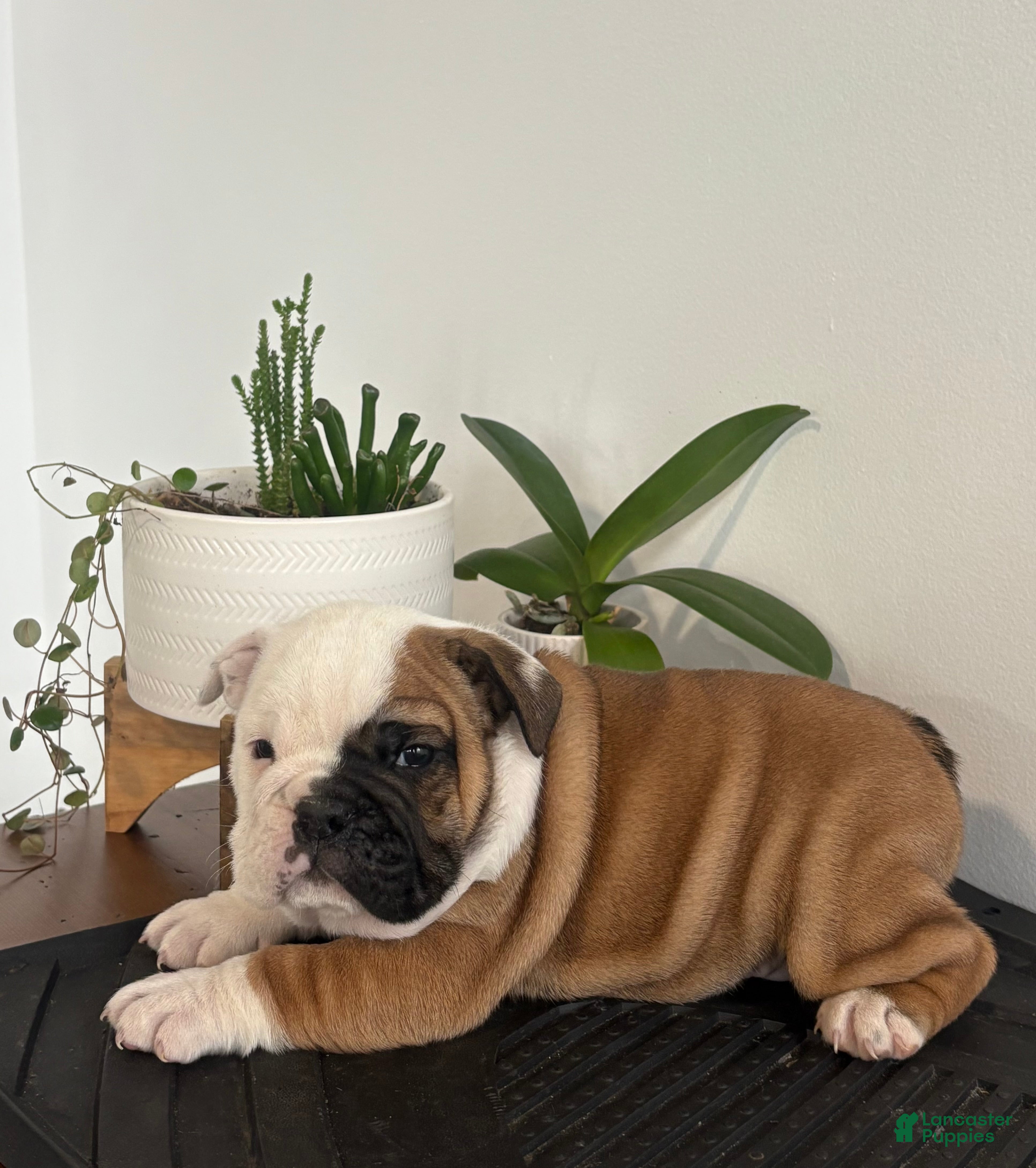 English Bulldog dogs Tater - Ad 32