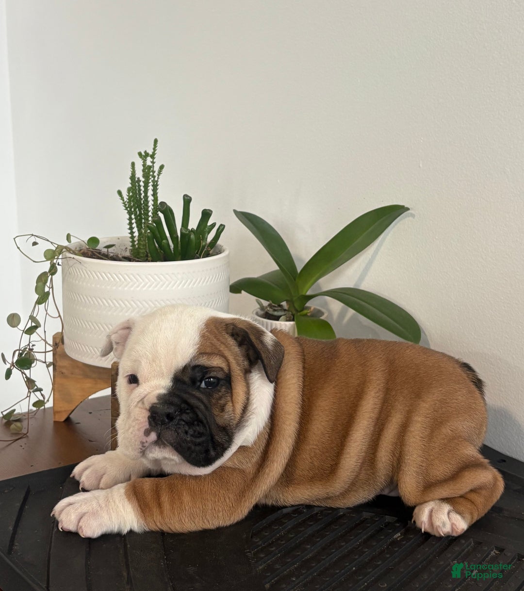 English Bulldog dogs for sale: Tater - Ad 1
