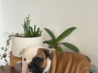 English Bulldog dogs Tater - Ad 32