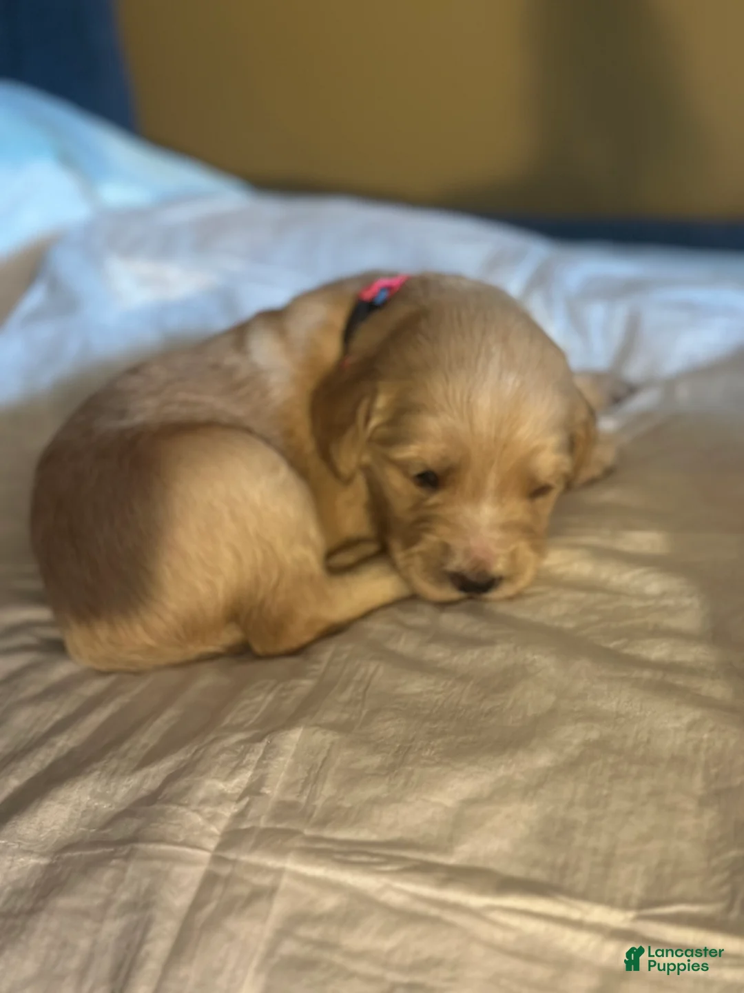 Double Doodle dogs for sale: Pink - Ad 2