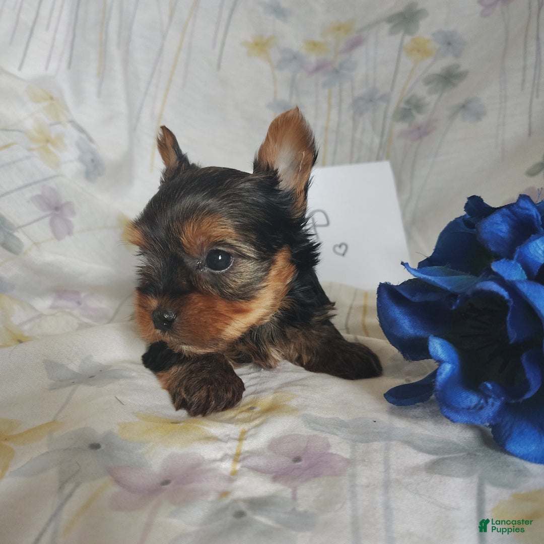 Yorkshire Terrier dogs for sale: Champ - Ad 5