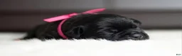 Cane Corso dogs for sale: Black Velvet Abyss Midnight Orchid - Ad 3