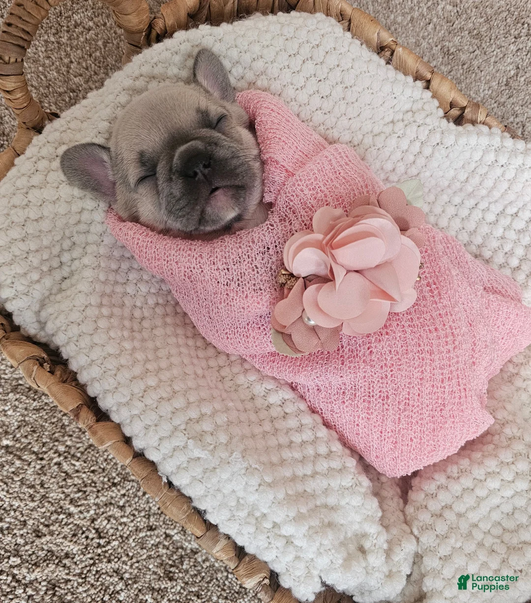 French Bulldog dogs for sale: French Bulldog Puppy 5 - Ad 2