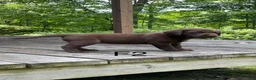 Labrador Retriever dogs for sale: Labrador Retriever 2 - Ad 2