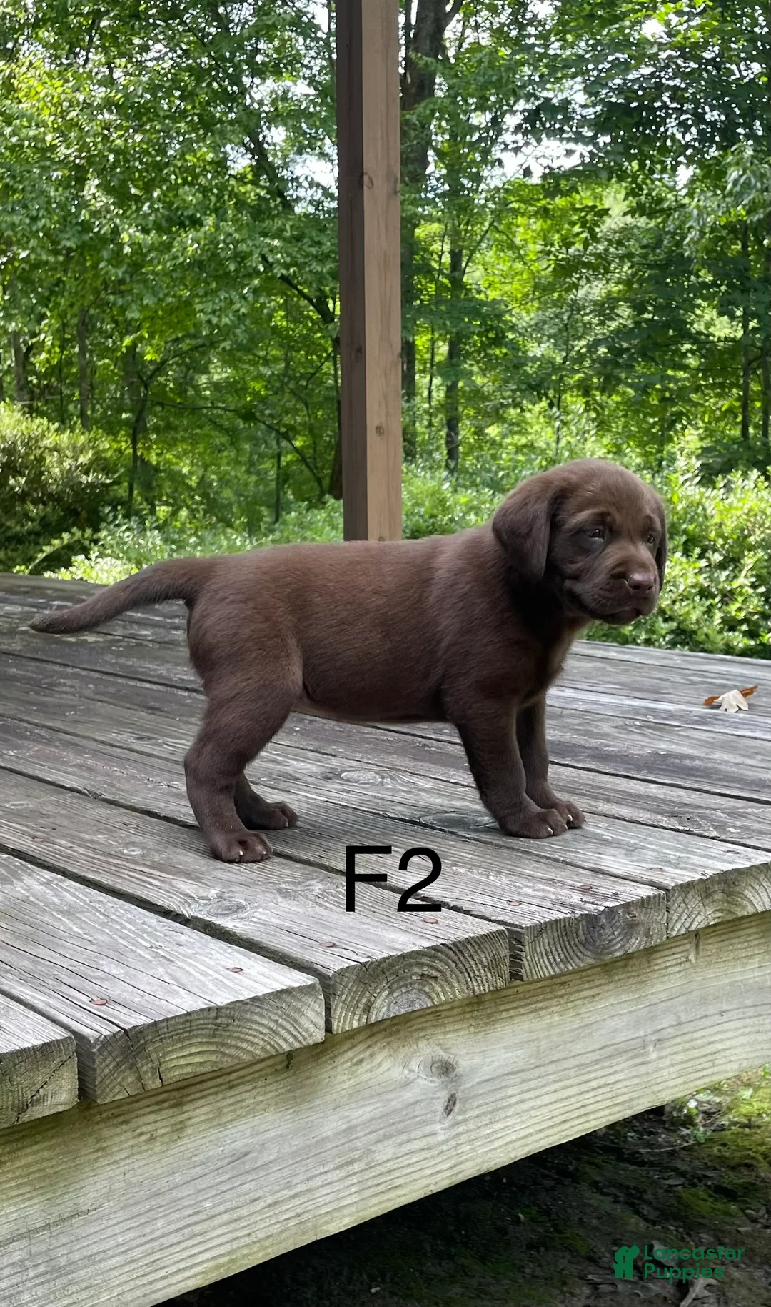 Labrador Retriever dogs for sale: Labrador Retriever 2 - Ad 2