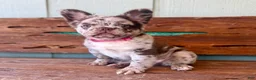 French Bulldog dogs for sale: Honey - Ad 7