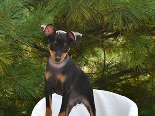 Miniature Pinscher dogs - Ad 10