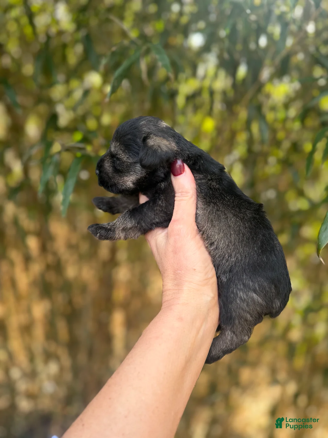 Miniature Schnauzer dogs for sale: Miniature Schnauzer Puppy 1 - Ad 4