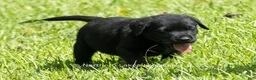 Labrador Retriever dogs for sale: Ethan - Ad 5