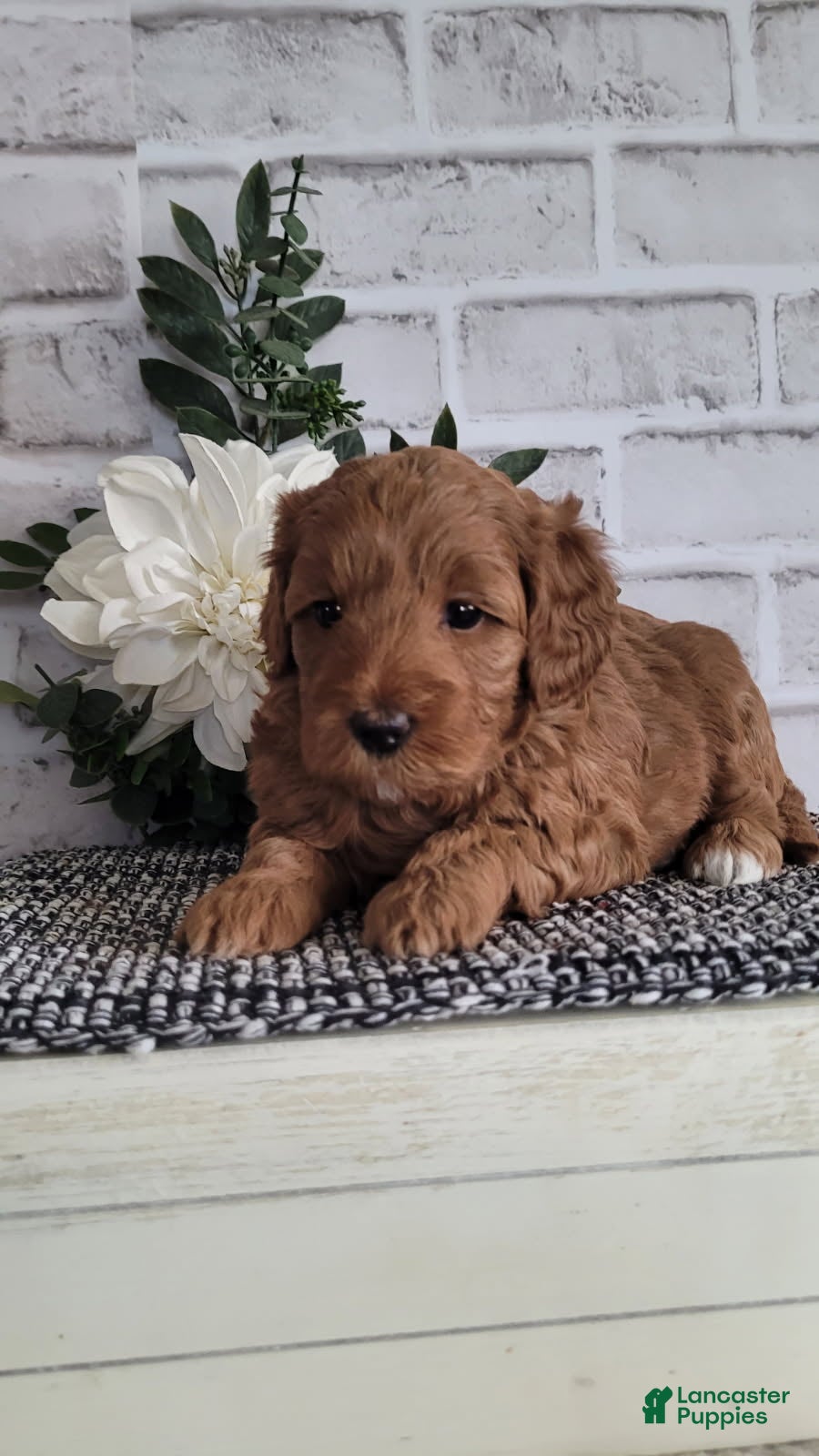 Mini Goldendoodle dogs Mini Goldendoodle Puppy 4 - Ad 23