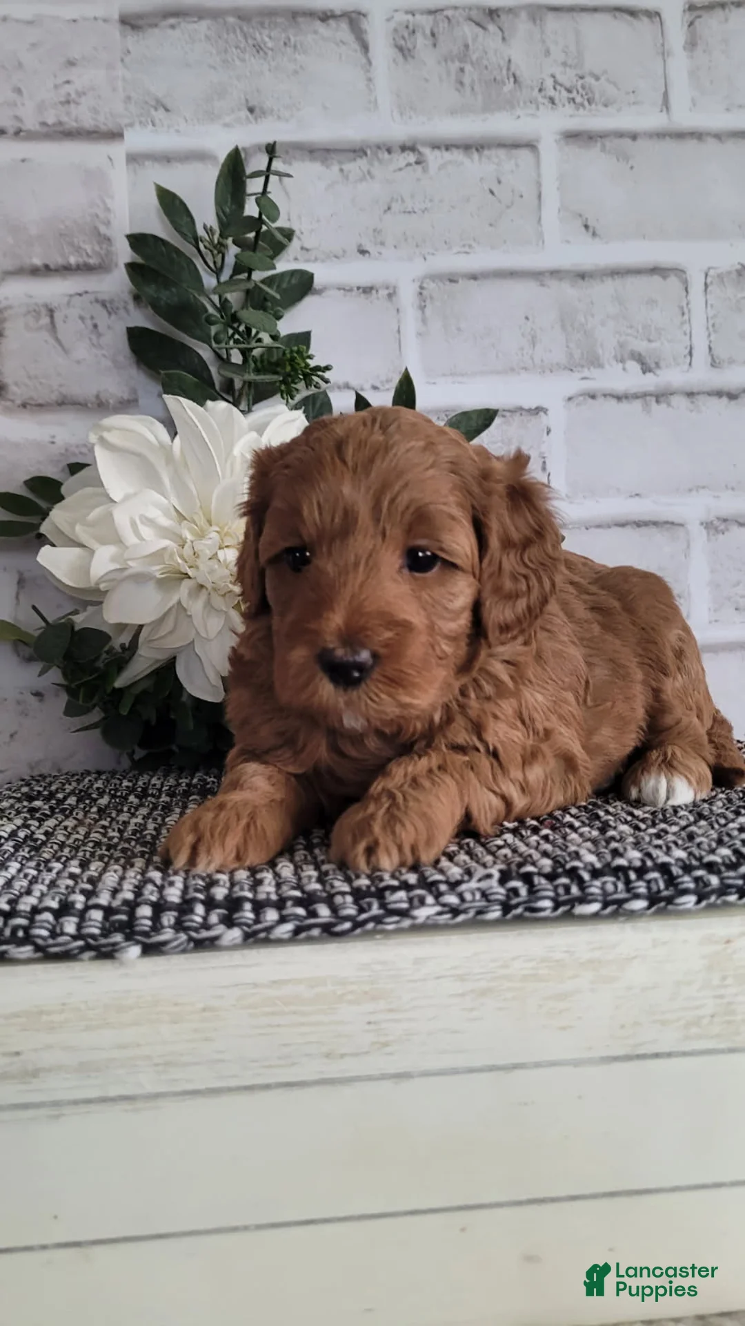 Mini Goldendoodle dogs for sale: Mini Goldendoodle Puppy 4 - Ad 1