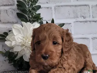 Mini Goldendoodle dogs Mini Goldendoodle Puppy 4 - Ad 23