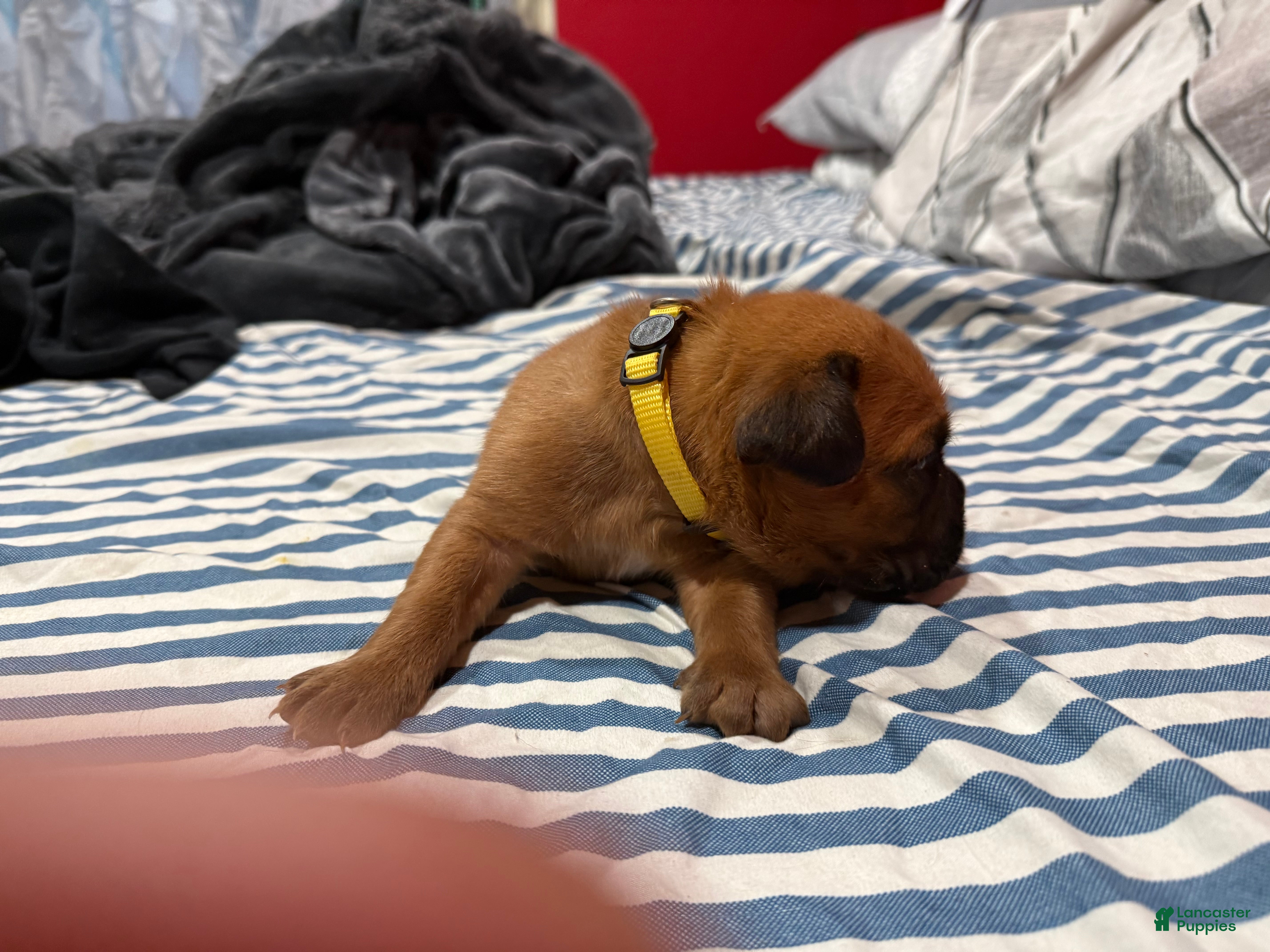 Dogue De Bordeaux dogs Dogue De Bordeaux Puppy 8 - Ad 2